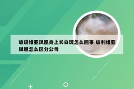 玻璃维亚凤凰身上长白斑怎么回事 玻利维亚凤凰怎么区分公母