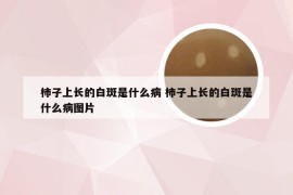 柿子上长的白斑是什么病 柿子上长的白斑是什么病图片