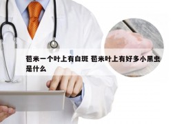 苞米一个叶上有白斑 苞米叶上有好多小黑虫是什么