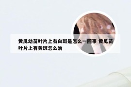 黄瓜幼苗叶片上有白斑是怎么一回事 黄瓜苗叶片上有黄斑怎么治